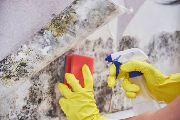 Trusted Leonville, LA Mold Inspection Experts